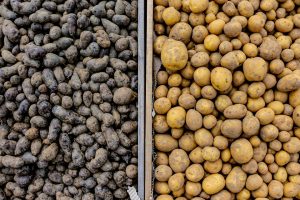 verkauf-pflanzkartoffeln-frühjahr-2020-gross-kiesow-greifswald-land